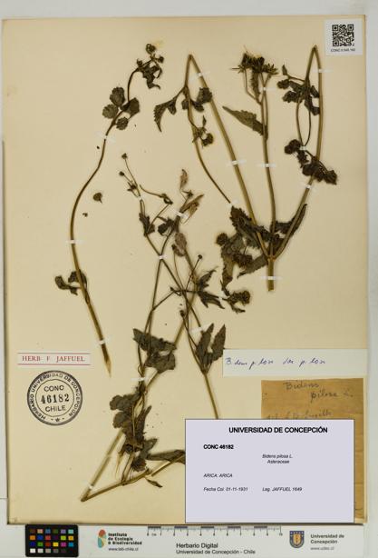 Bidens pilosa [Espécimen: UDEC:CONC:0046182]