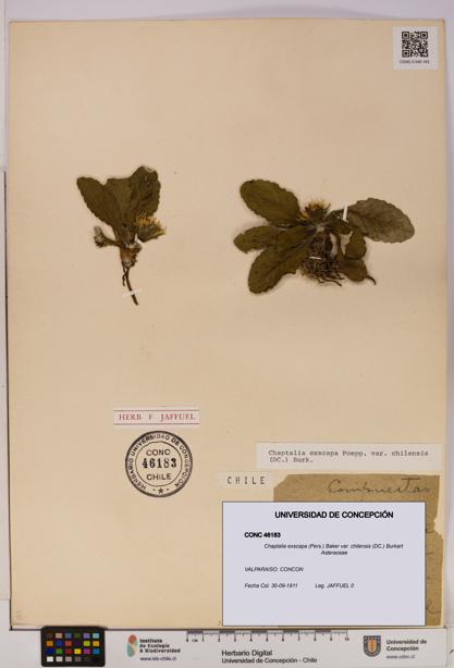 Chaptalia exscapa var. chilensis [Espécimen: UDEC:CONC:0046183]
