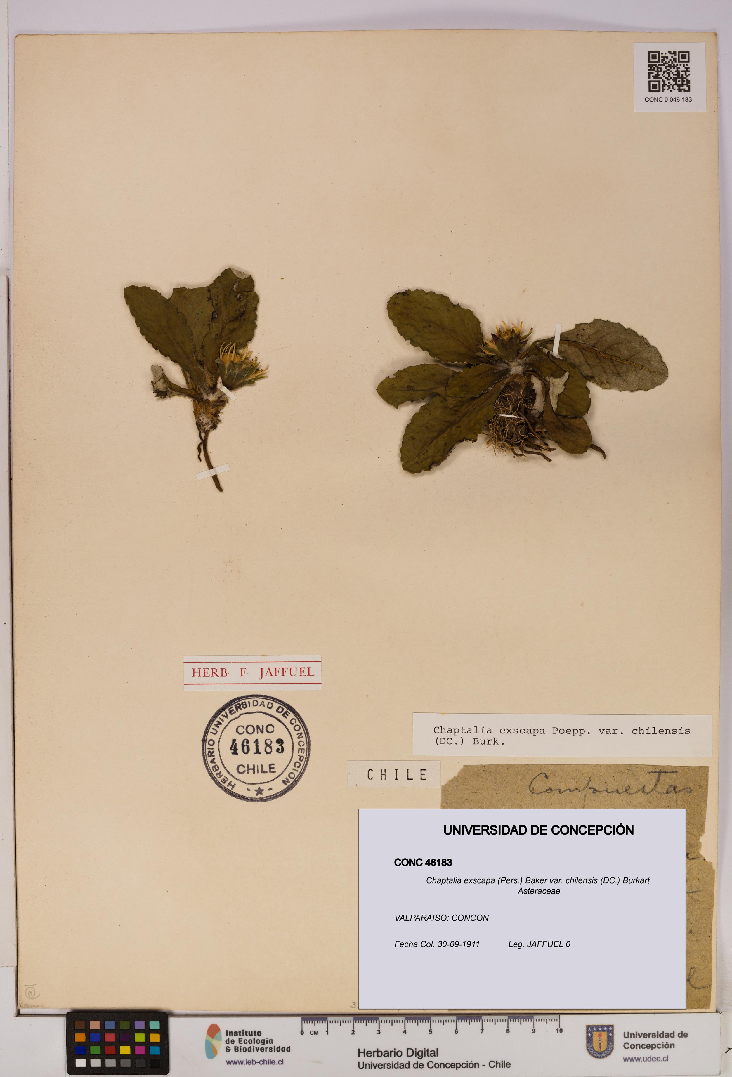 Chaptalia exscapa var. chilensis [Espécimen: UDEC:CONC:0046183]
