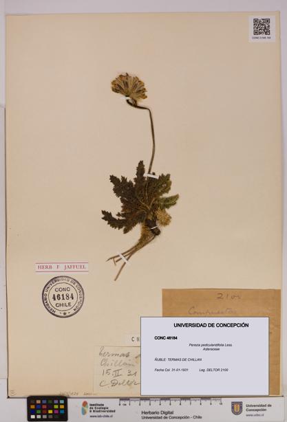 Perezia pedicularidifolia [Espécimen: UDEC:CONC:0046184]