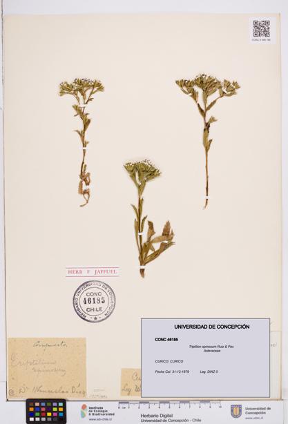 Triptilion spinosum [Espécimen: ]