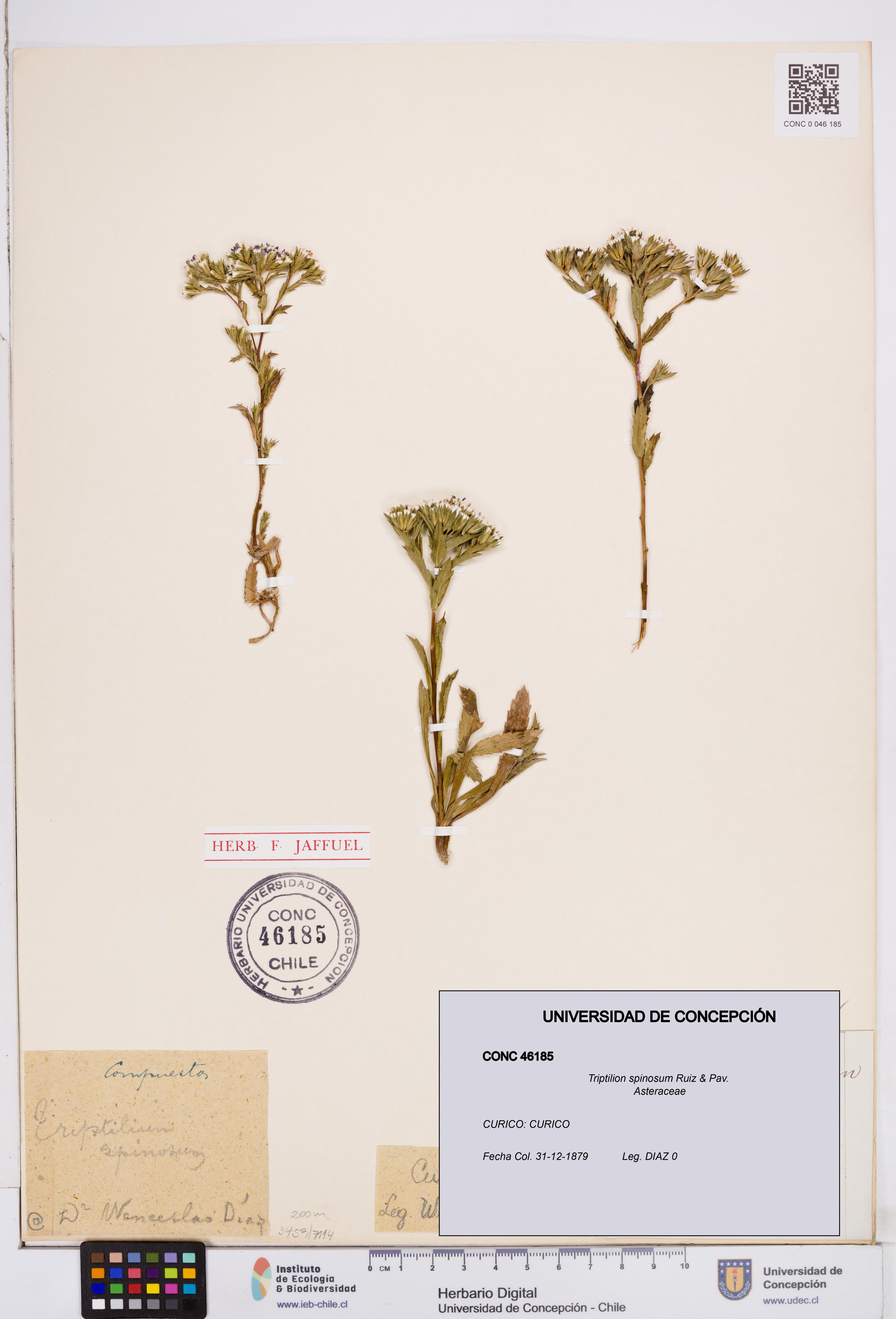 Triptilion spinosum [Espécimen: ]