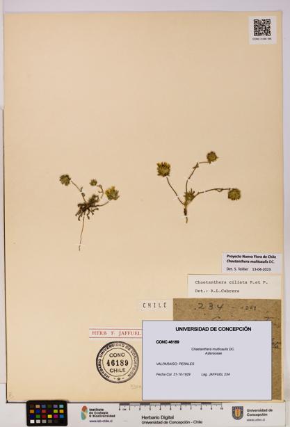 Chaetanthera multicaulis [Espécimen: UDEC:CONC:0046189]