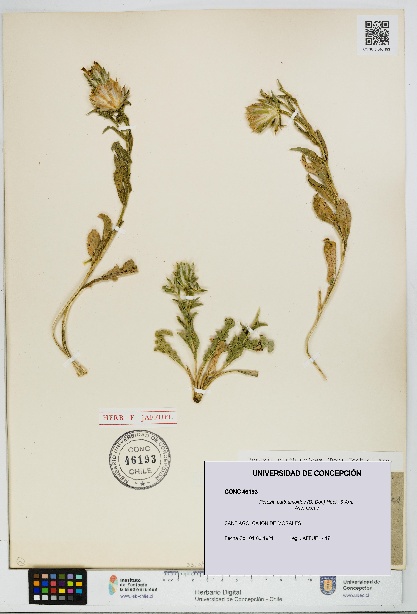 Perezia carthamoides [Espécimen: UDEC:CONC:0046193]