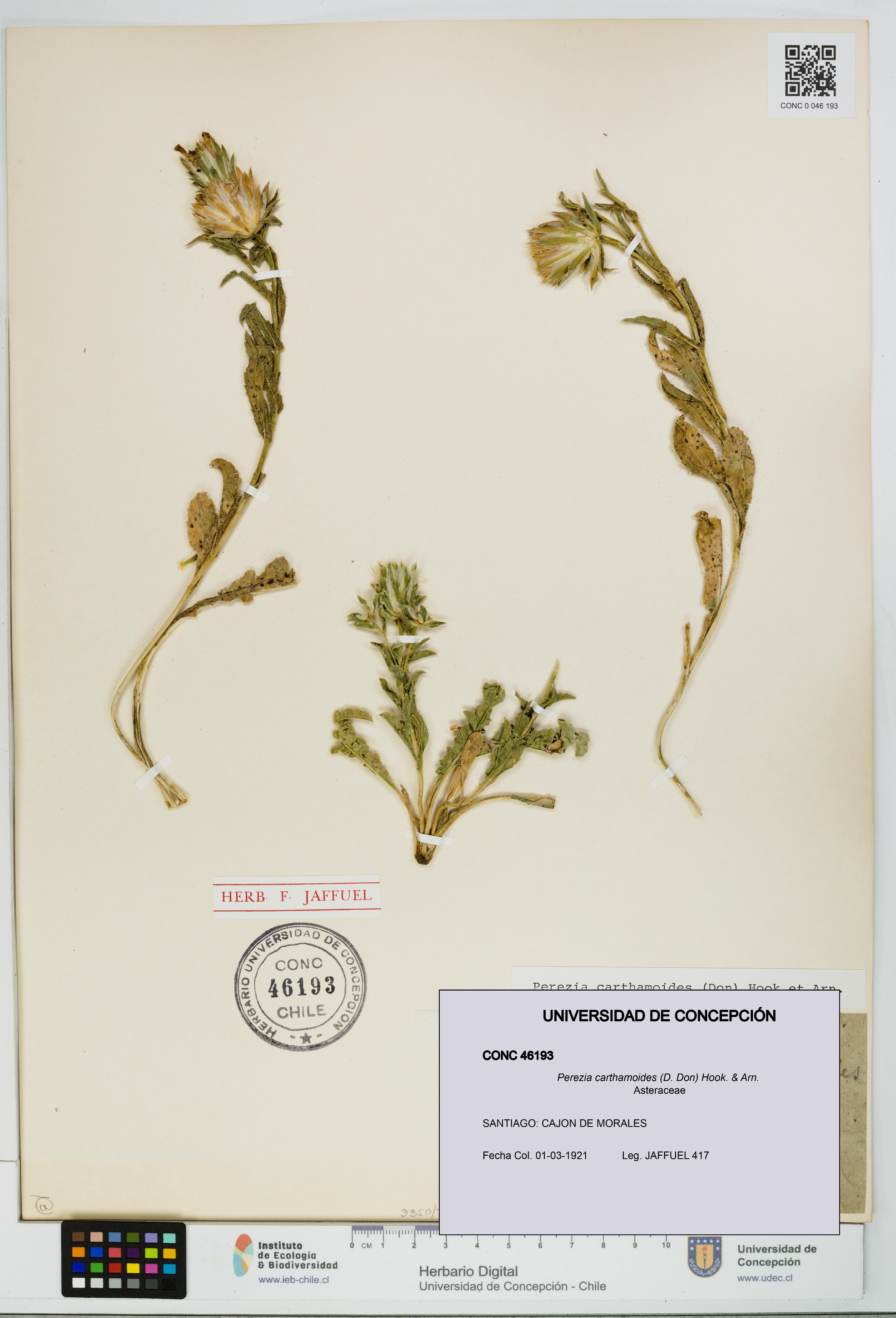 Perezia carthamoides [Espécimen: UDEC:CONC:0046193]