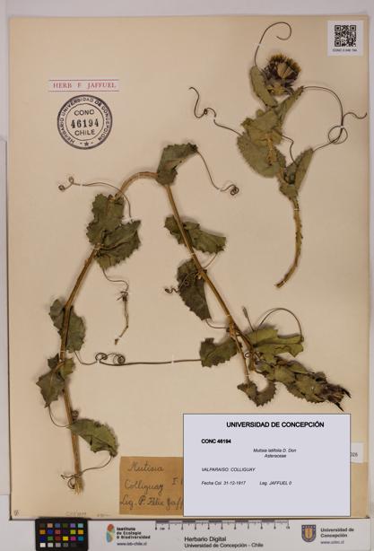 Mutisia latifolia [Espécimen: UDEC:CONC:0046194]