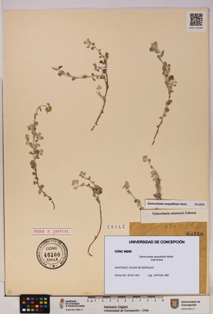 Gamochaeta serpyllifolia [Espécimen: UDEC:CONC:0046200]