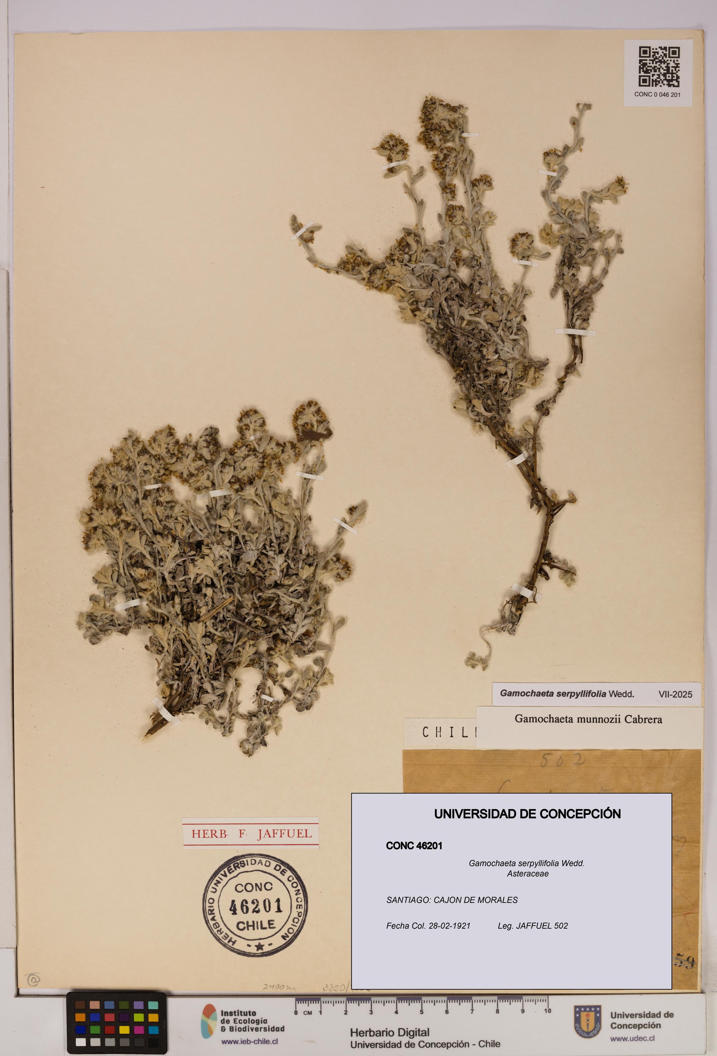 Gamochaeta serpyllifolia [Espécimen: UDEC:CONC:0046201]