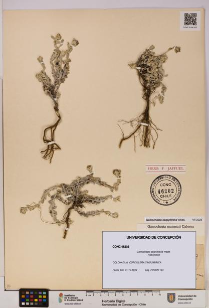 Gamochaeta serpyllifolia [Espécimen: UDEC:CONC:0046202]
