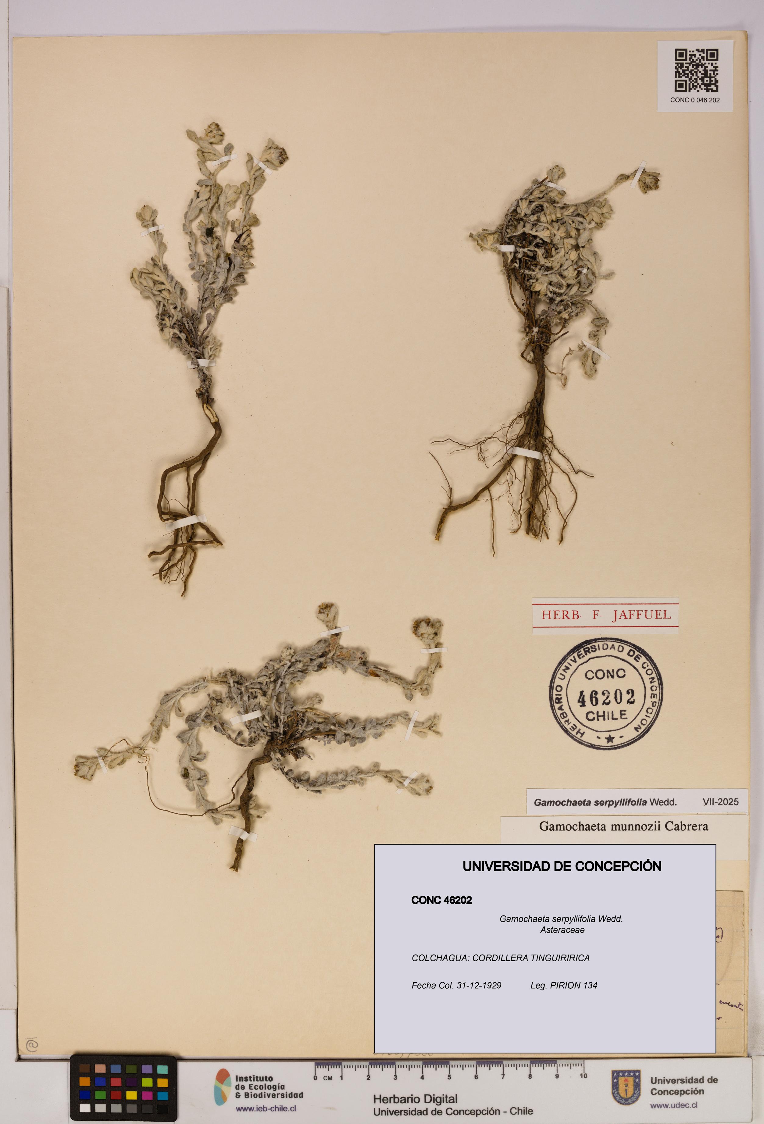 Gamochaeta serpyllifolia [Espécimen: UDEC:CONC:0046202]