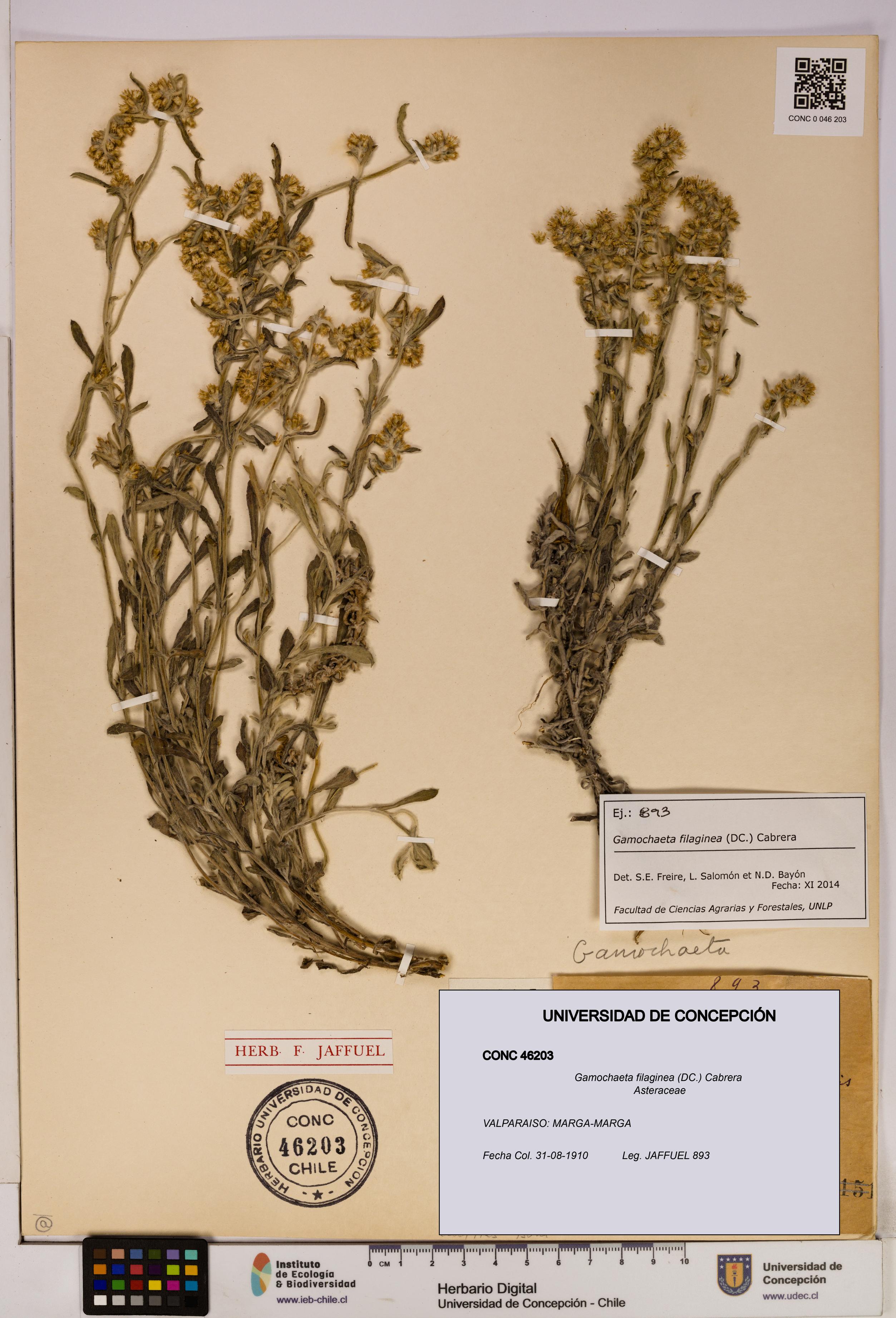 Gamochaeta filaginea [Espécimen: UDEC:CONC:0046203]