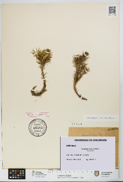 Calopappus acerosus [Espécimen: ]
