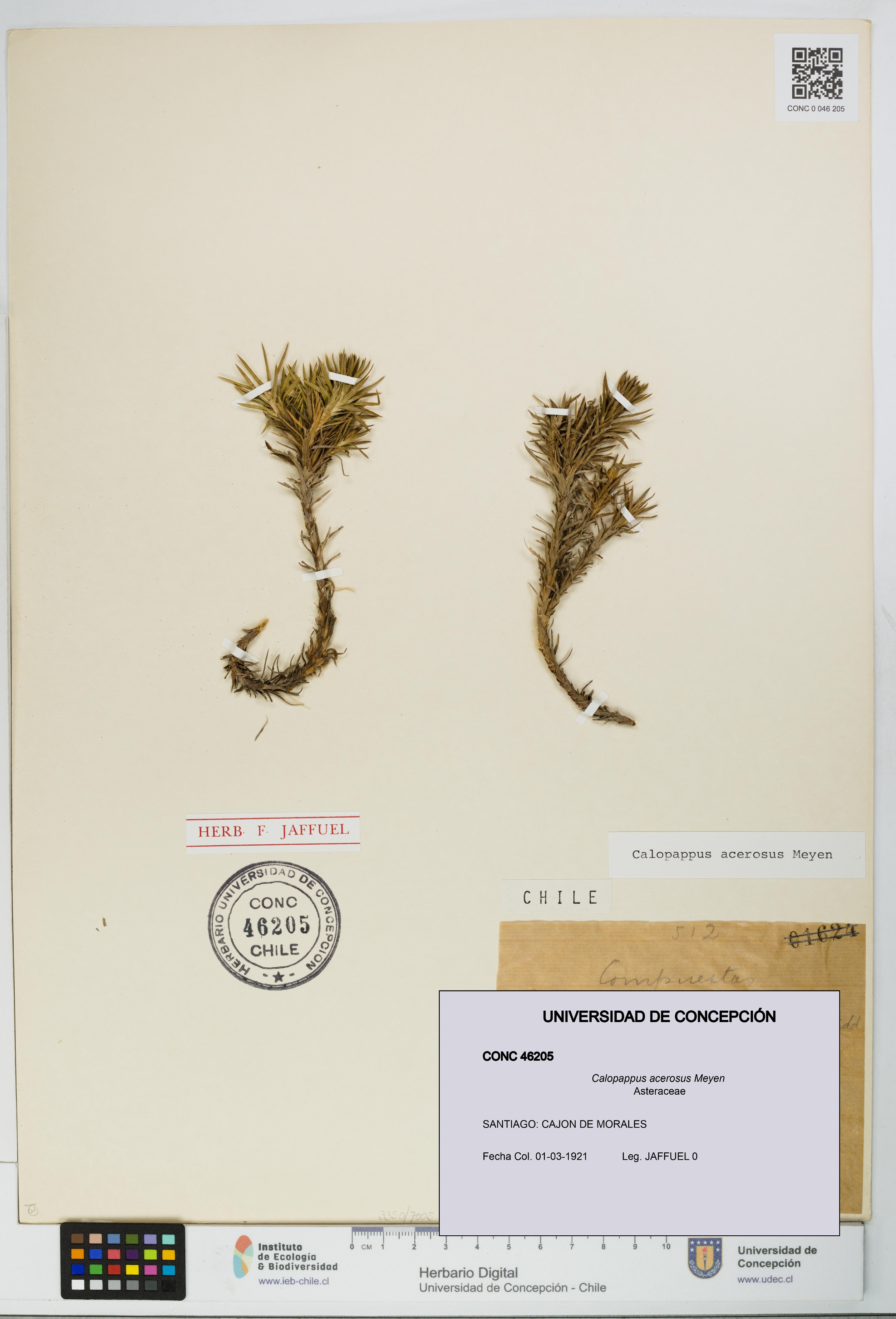 Calopappus acerosus [Espécimen: ]