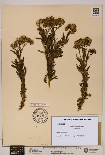 Senecio coquimbensis [Espécimen: UDEC:CONC:0046208]