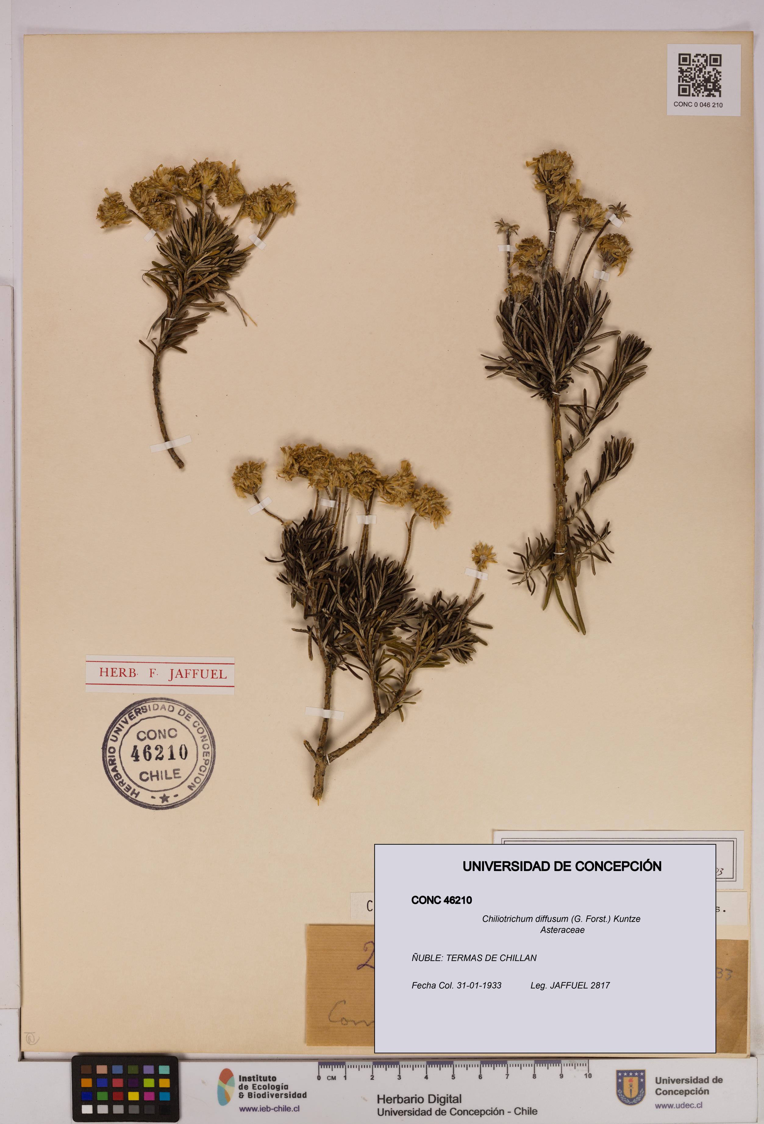 Chiliotrichum diffusum [Espécimen: UDEC:CONC:0046210]
