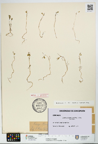 Lasthenia kunthii [Espécimen: UDEC:CONC:0046212]