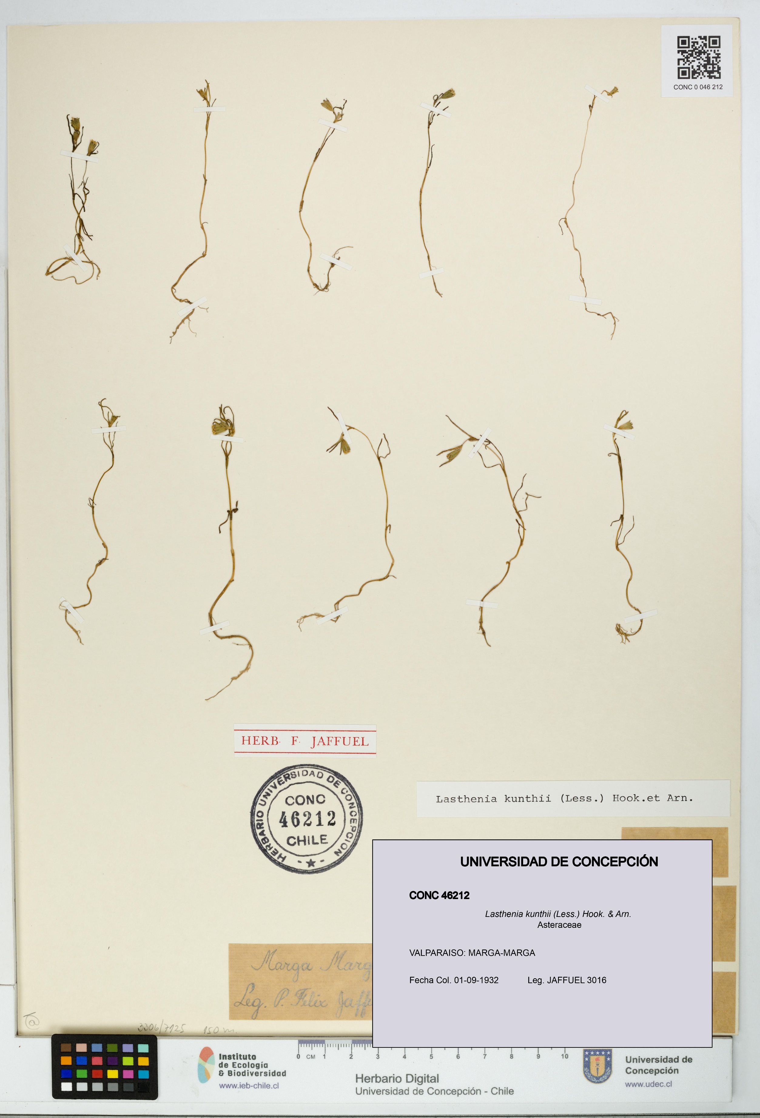 Lasthenia kunthii [Espécimen: UDEC:CONC:0046212]