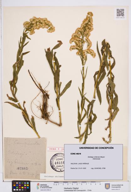 Solidago chilensis [Espécimen: ]