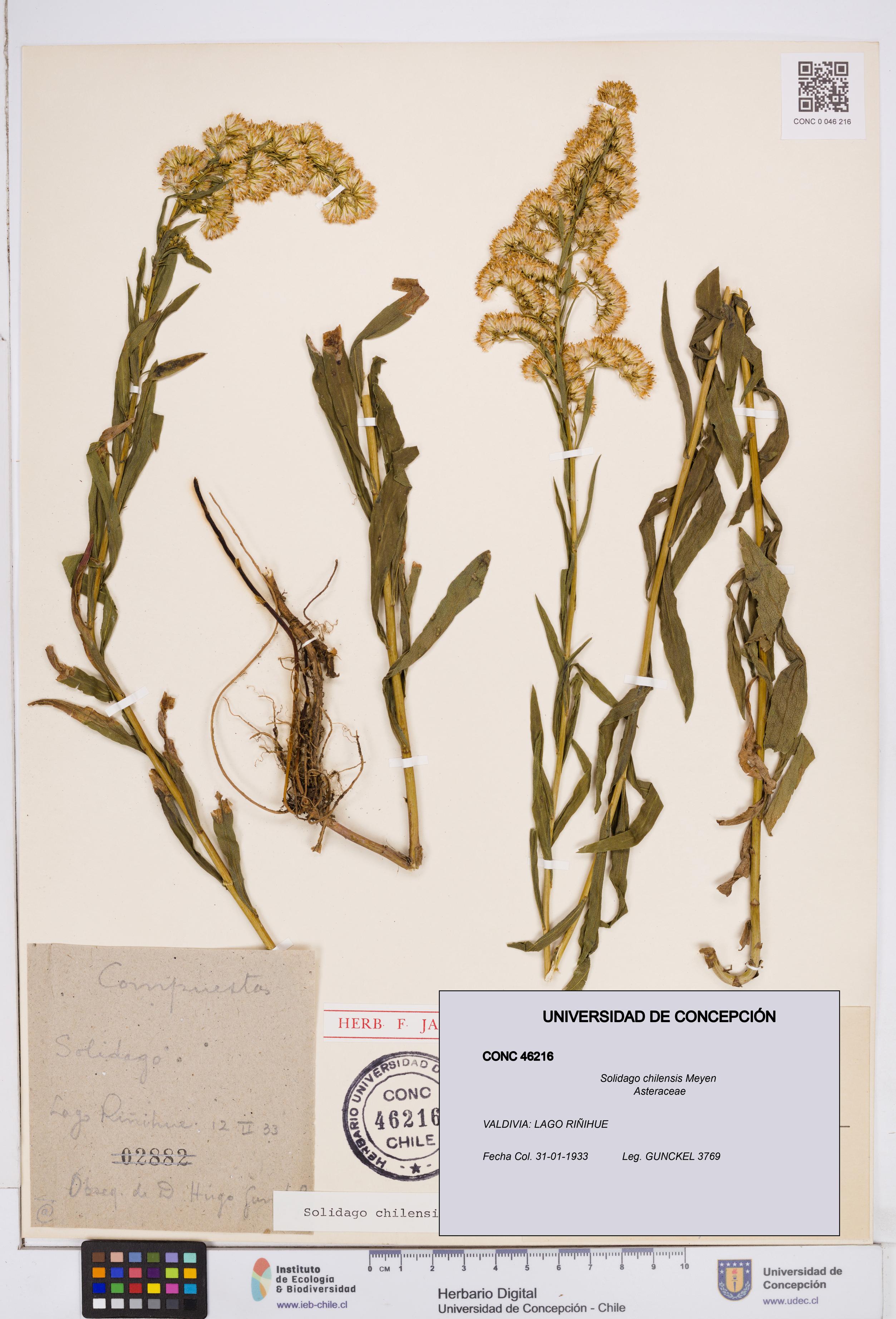 Solidago chilensis [Espécimen: ]