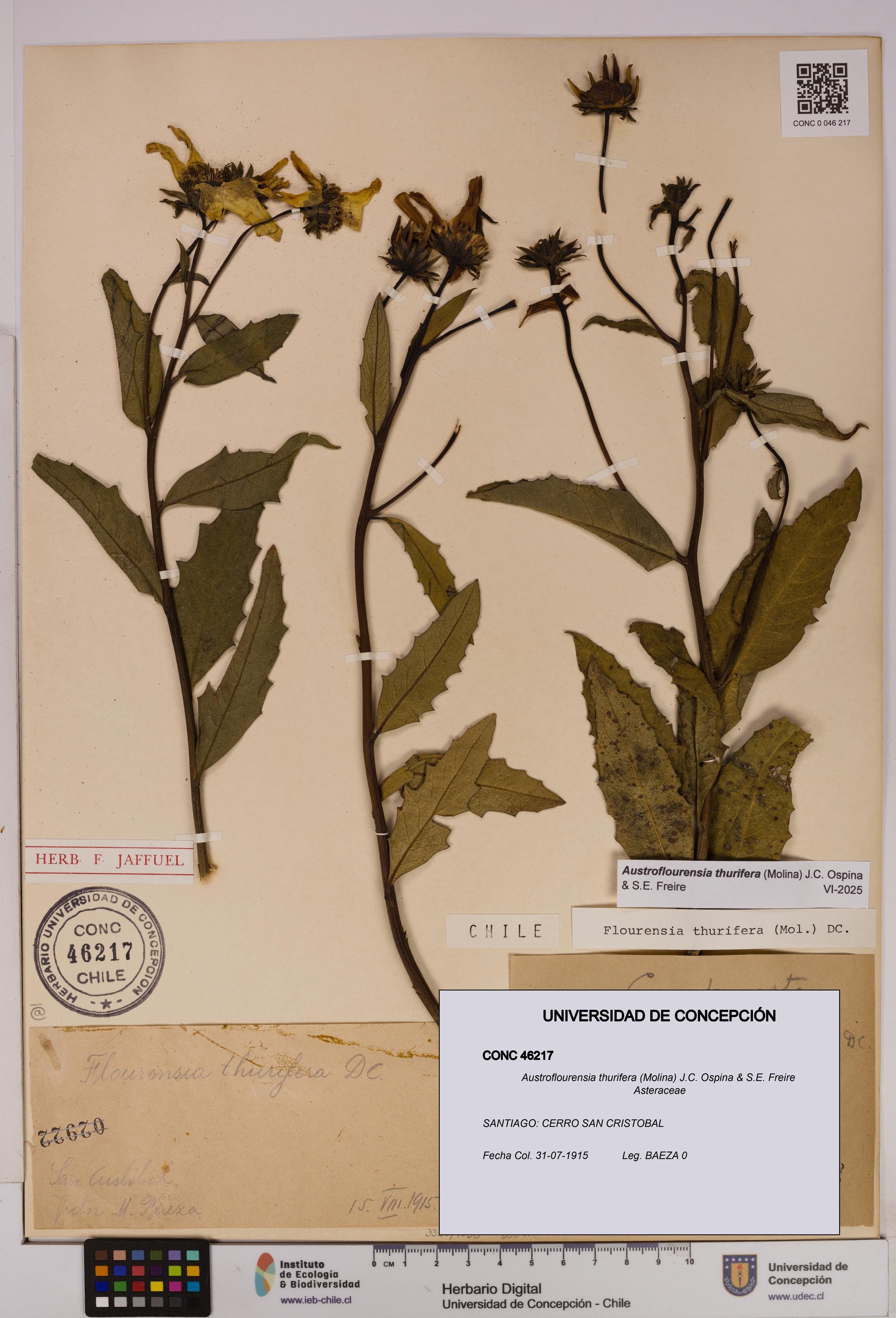 Austroflourensia thurifera [Espécimen: UDEC:CONC:0046217]