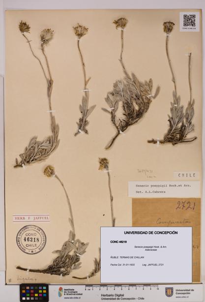 Senecio poeppigii [Espécimen: UDEC:CONC:0046218]