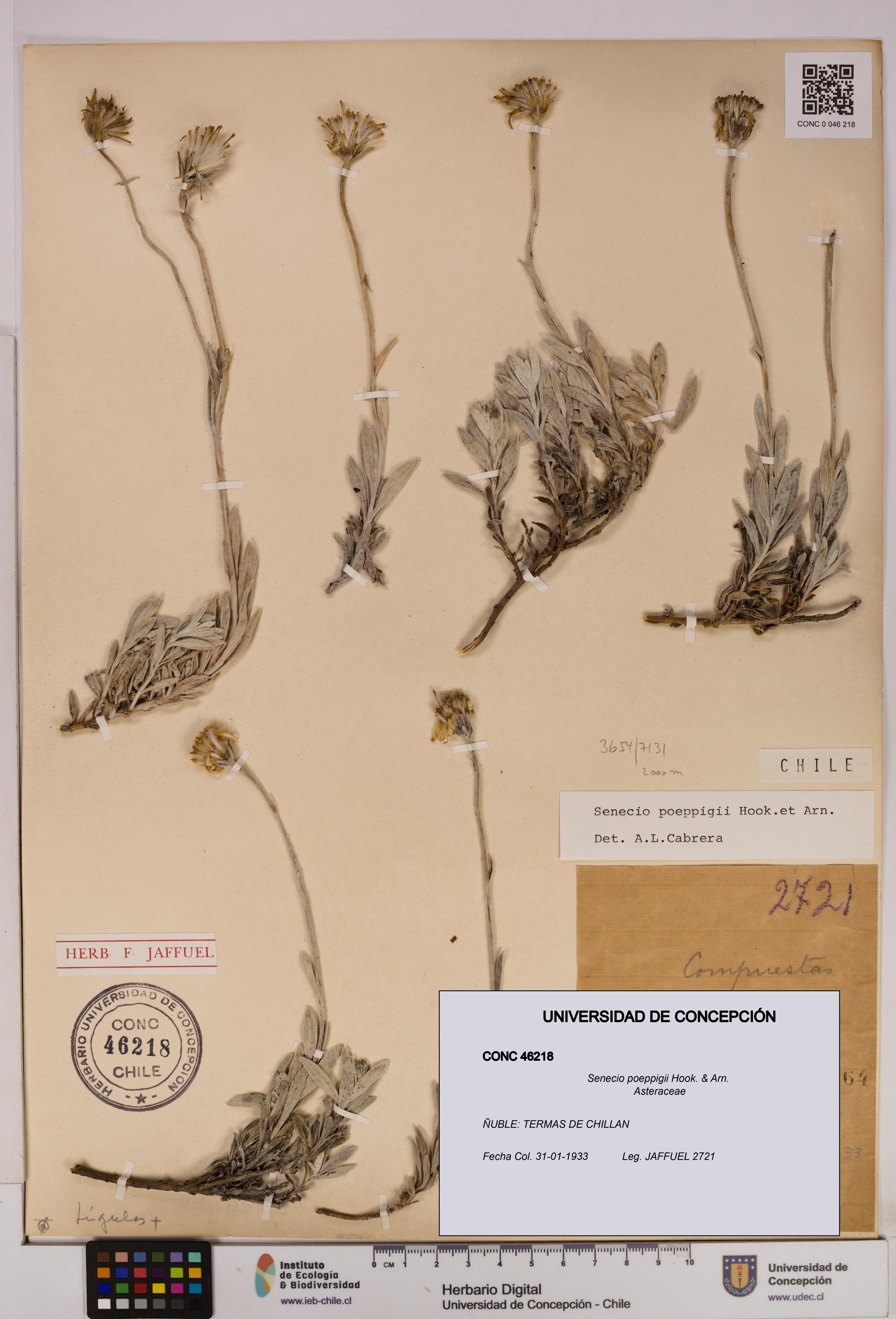 Senecio poeppigii [Espécimen: UDEC:CONC:0046218]