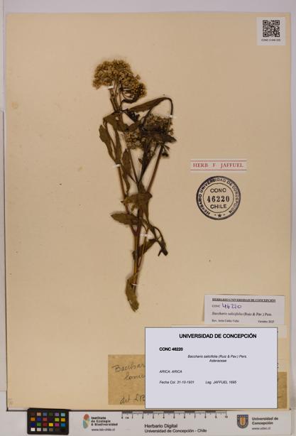 Baccharis salicifolia [Espécimen: UDEC:CONC:0046220]