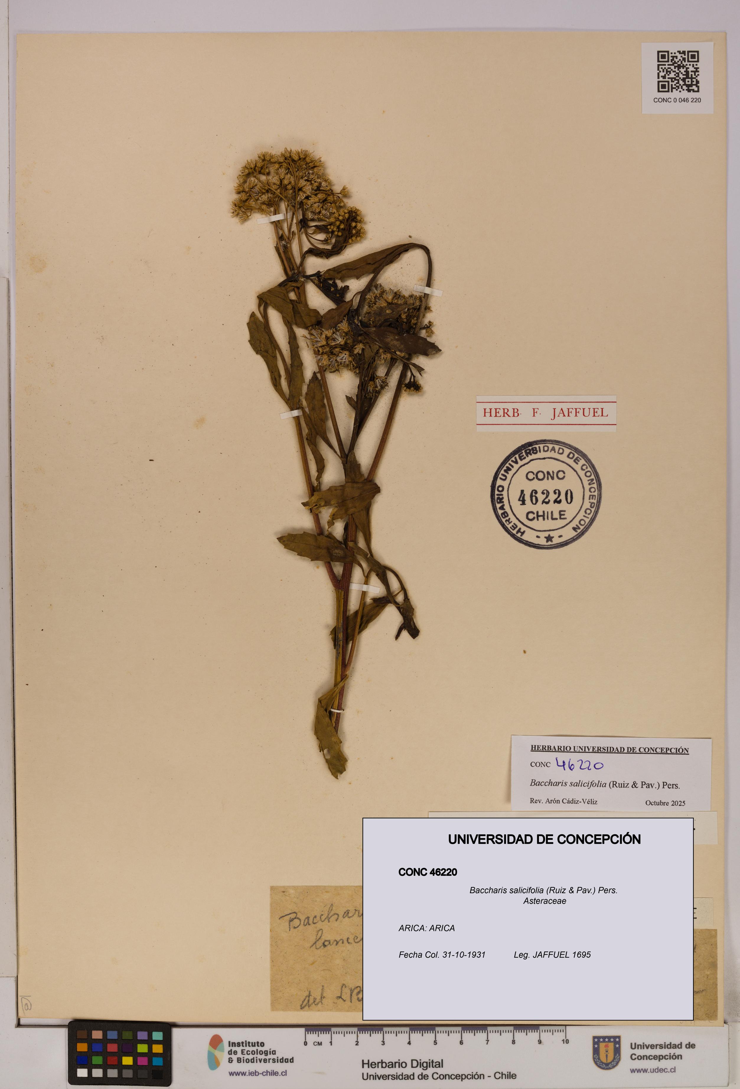 Baccharis salicifolia [Espécimen: UDEC:CONC:0046220]