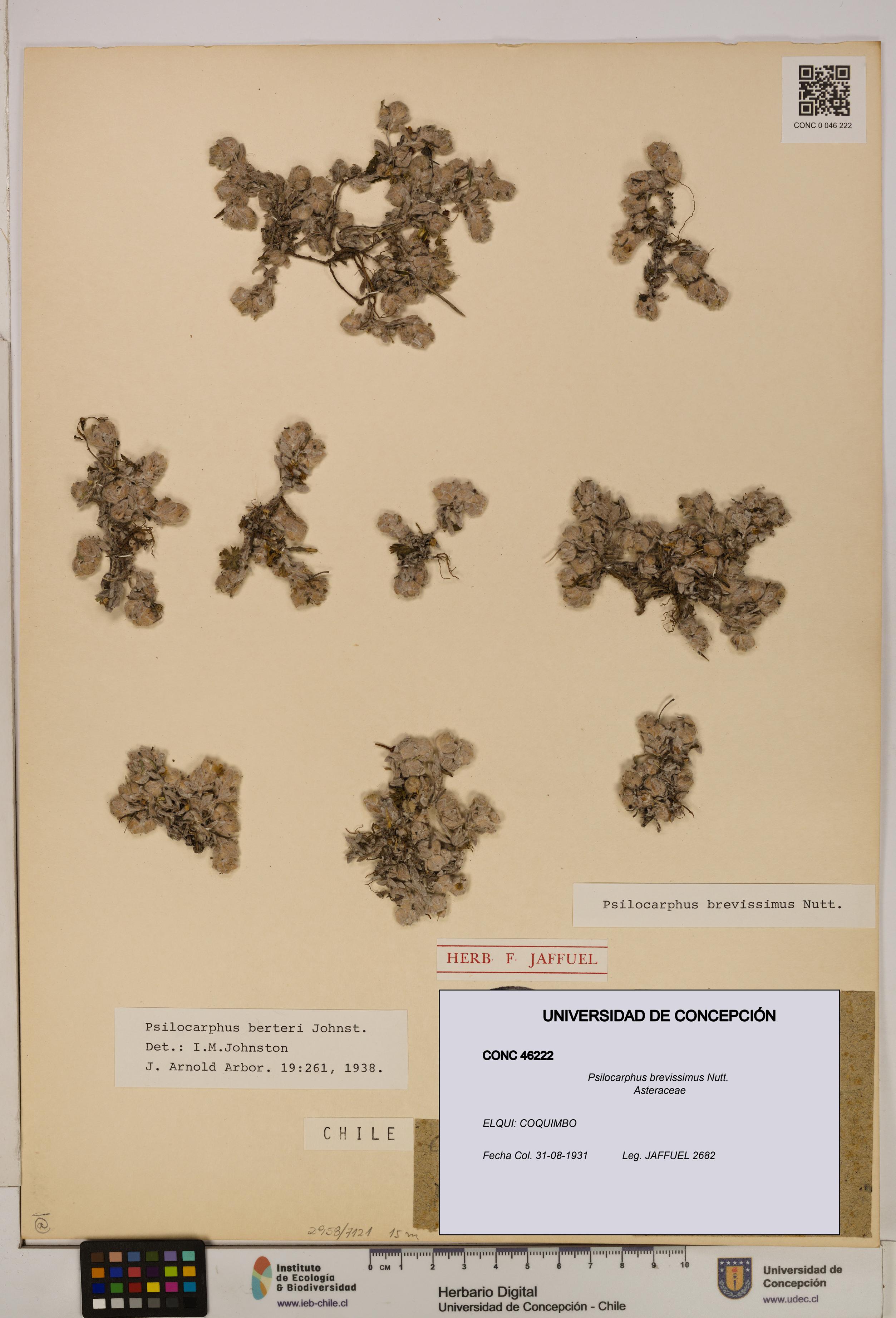 Psilocarphus brevissimus [Espécimen: ]