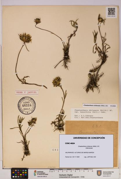 Chaetanthera chilensis [Espécimen: UDEC:CONC:0046224]