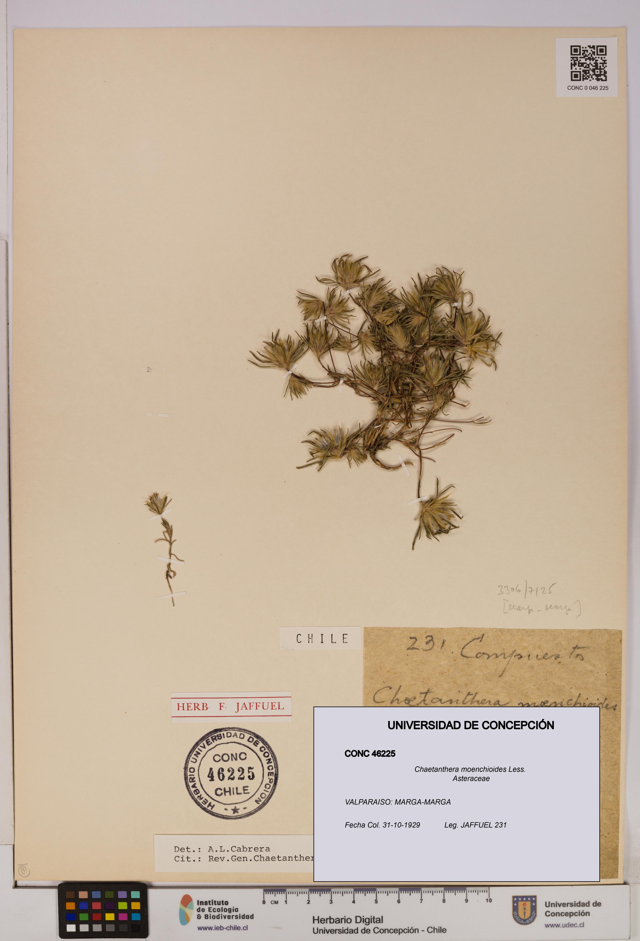 Chaetanthera moenchioides [Espécimen: UDEC:CONC:0046225]