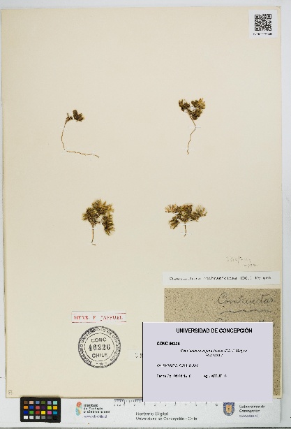 Chaetanthera euphrasioides [Espécimen: UDEC:CONC:0046226]