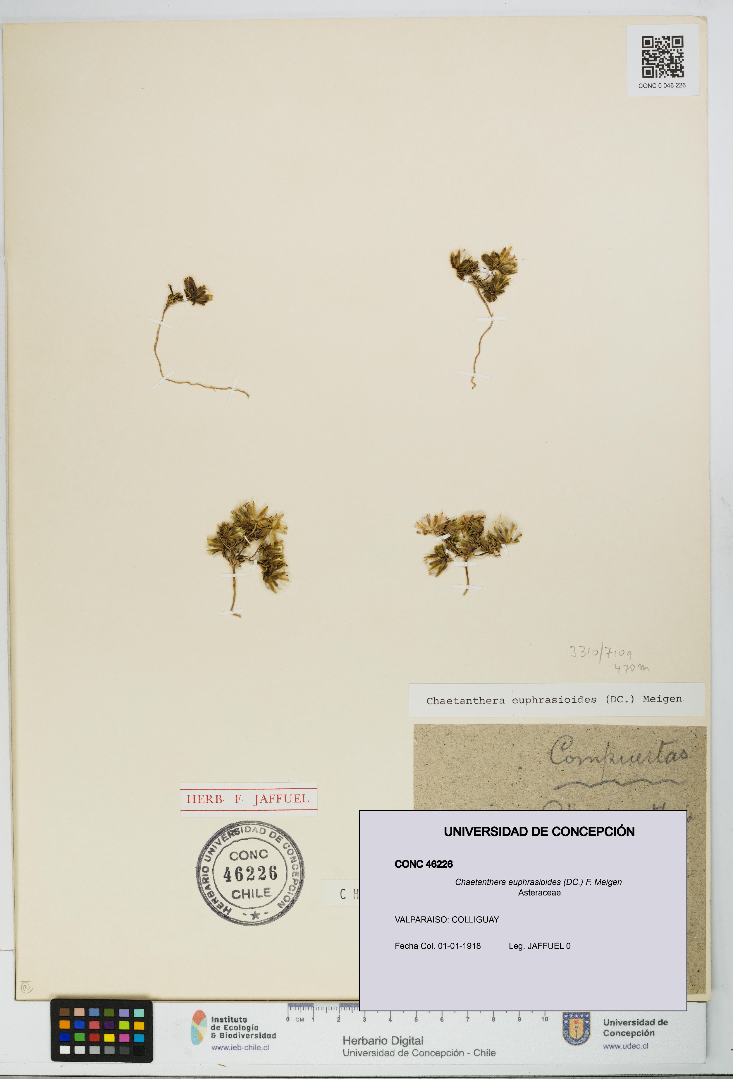 Chaetanthera euphrasioides [Espécimen: UDEC:CONC:0046226]