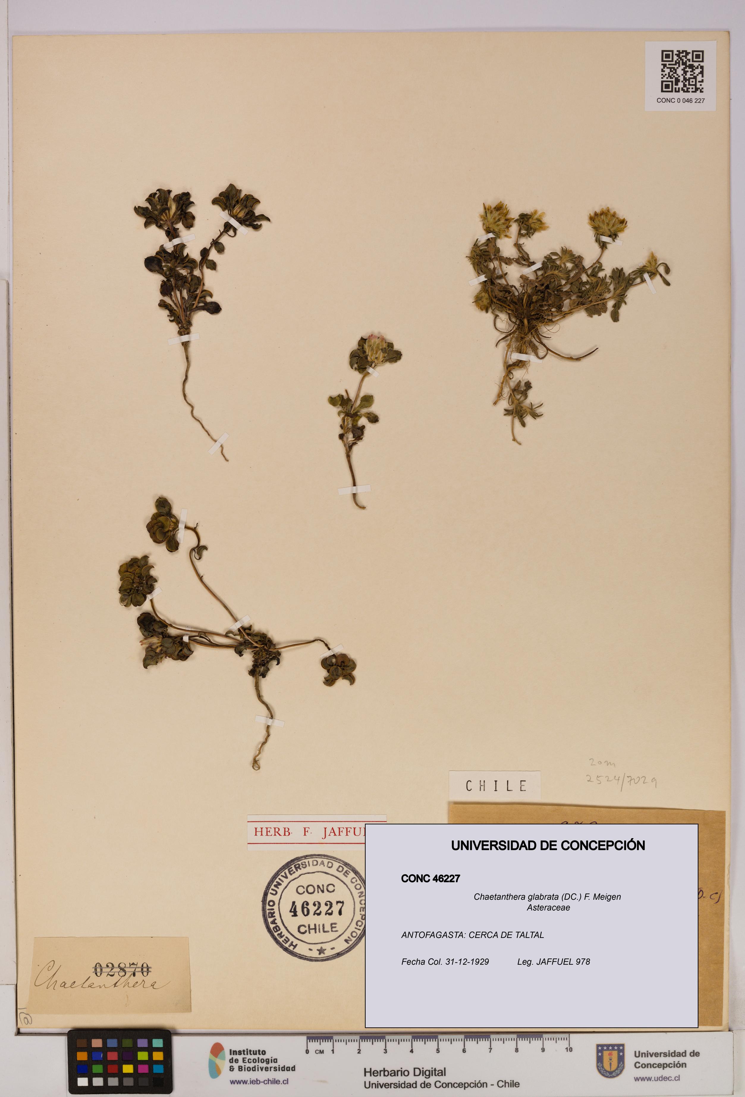 Chaetanthera glabrata [Espécimen: UDEC:CONC:0046227]