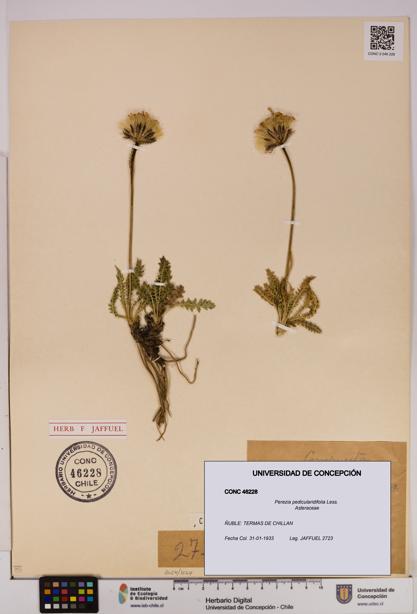 Perezia pedicularidifolia [Espécimen: UDEC:CONC:0046228]