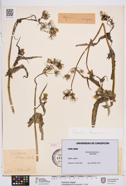 Sonchus tenerrimus [Espécimen: ]
