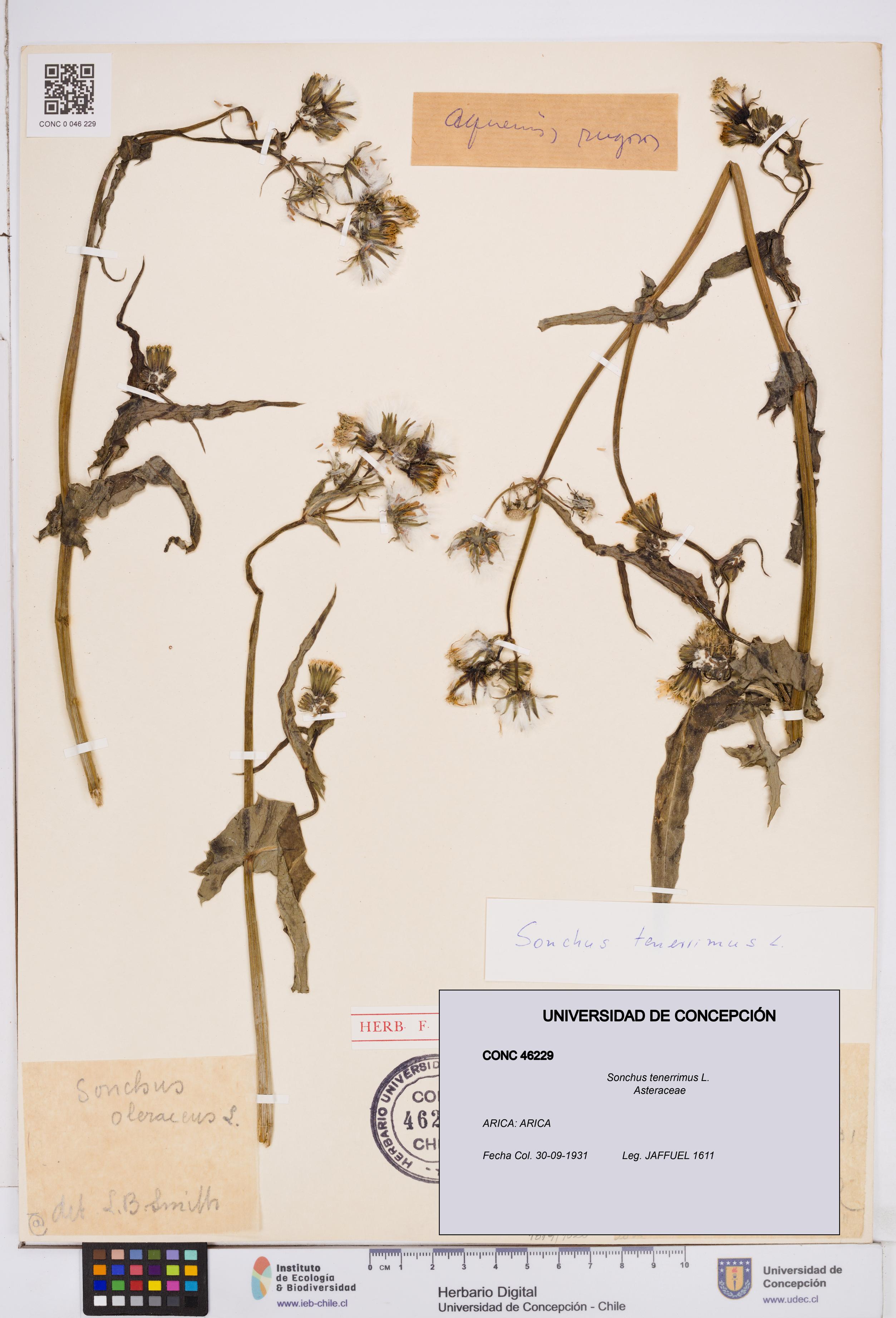 Sonchus tenerrimus [Espécimen: ]