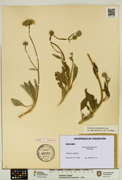 Encelia canescens [Espécimen: UDEC:CONC:0046231]