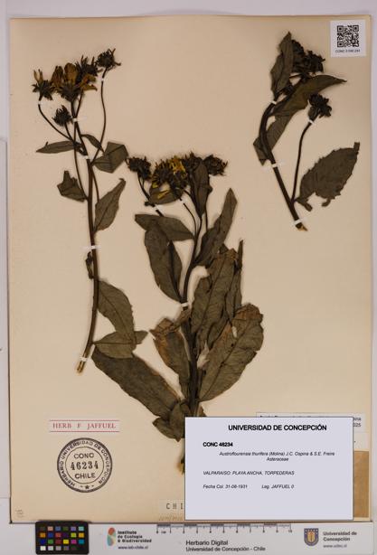 Austroflourensia thurifera [Espécimen: UDEC:CONC:0046234]