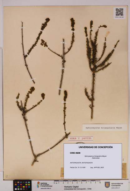 Ophryosporus triangularis [Espécimen: UDEC:CONC:0046236]