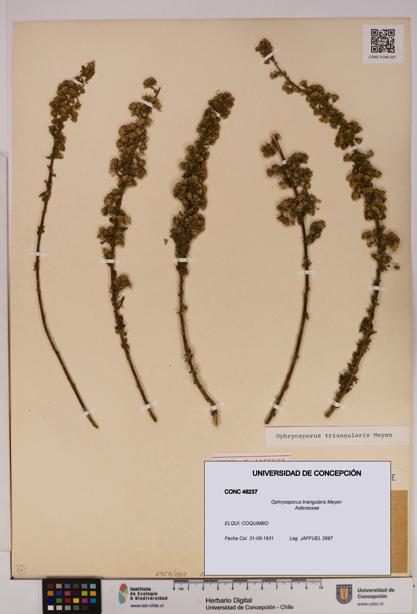 Ophryosporus triangularis [Espécimen: UDEC:CONC:0046237]