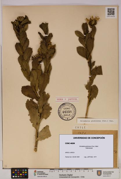 Grindelia glutinosa [Espécimen: UDEC:CONC:0046238]