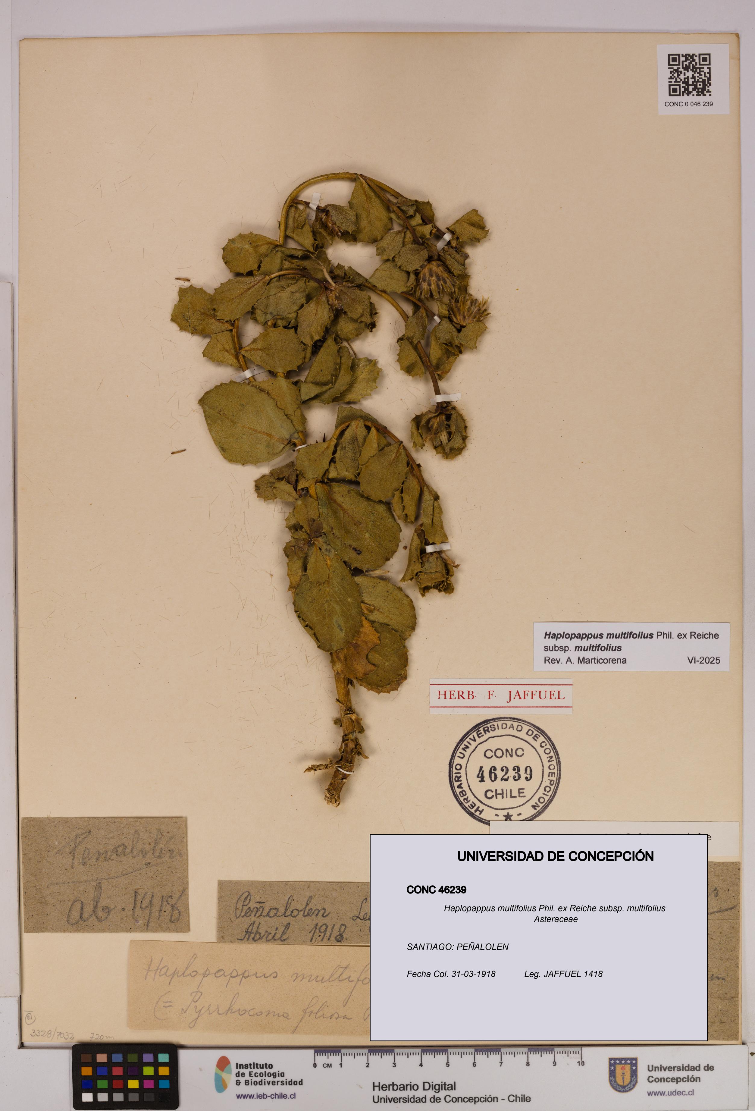Haplopappus multifolius subsp. multifolius [Espécimen: UDEC:CONC:0046239]