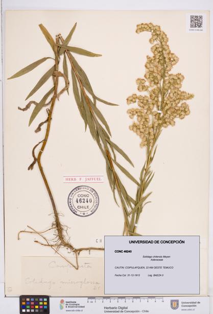 Solidago chilensis [Espécimen: ]