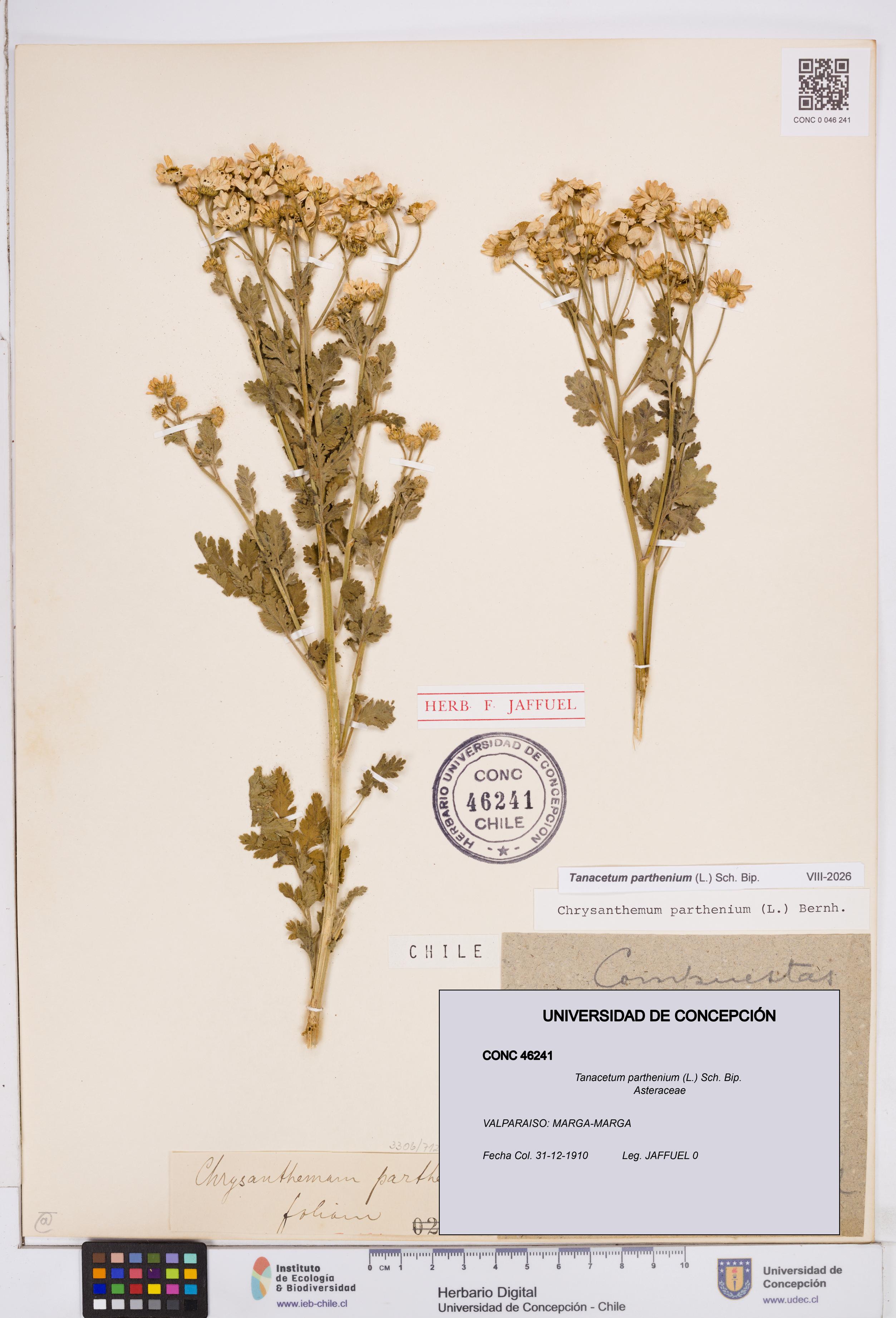 Tanacetum parthenium [Espécimen: ]
