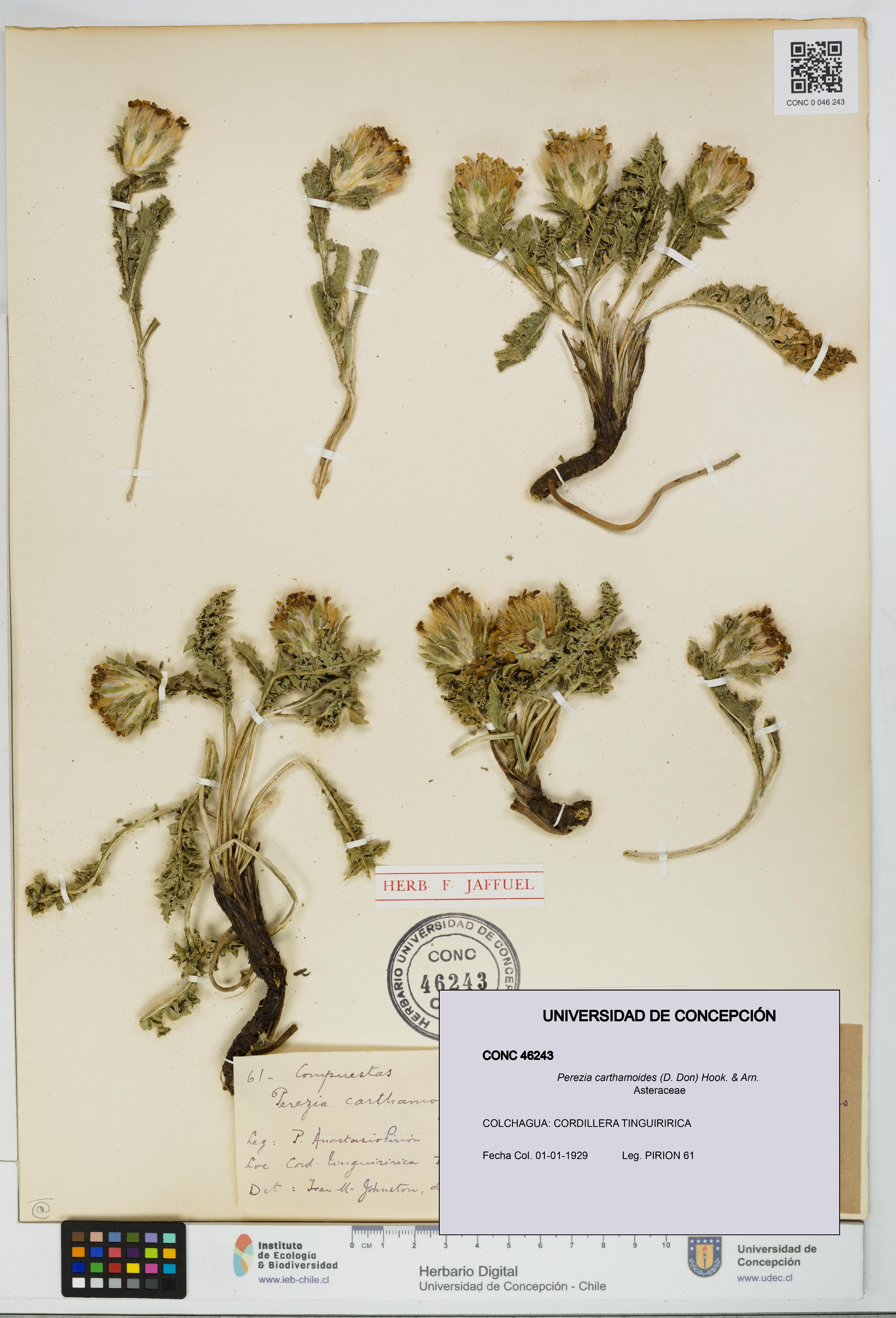 Perezia carthamoides [Espécimen: UDEC:CONC:0046243]