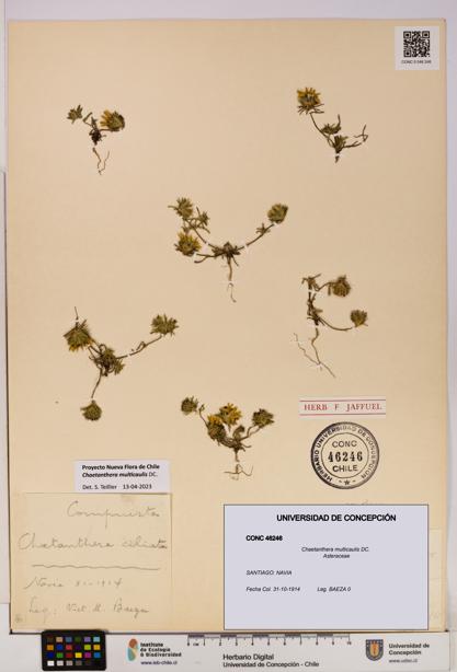 Chaetanthera multicaulis [Espécimen: UDEC:CONC:0046246]
