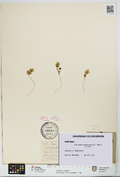 Chaetanthera euphrasioides [Espécimen: UDEC:CONC:0046248]