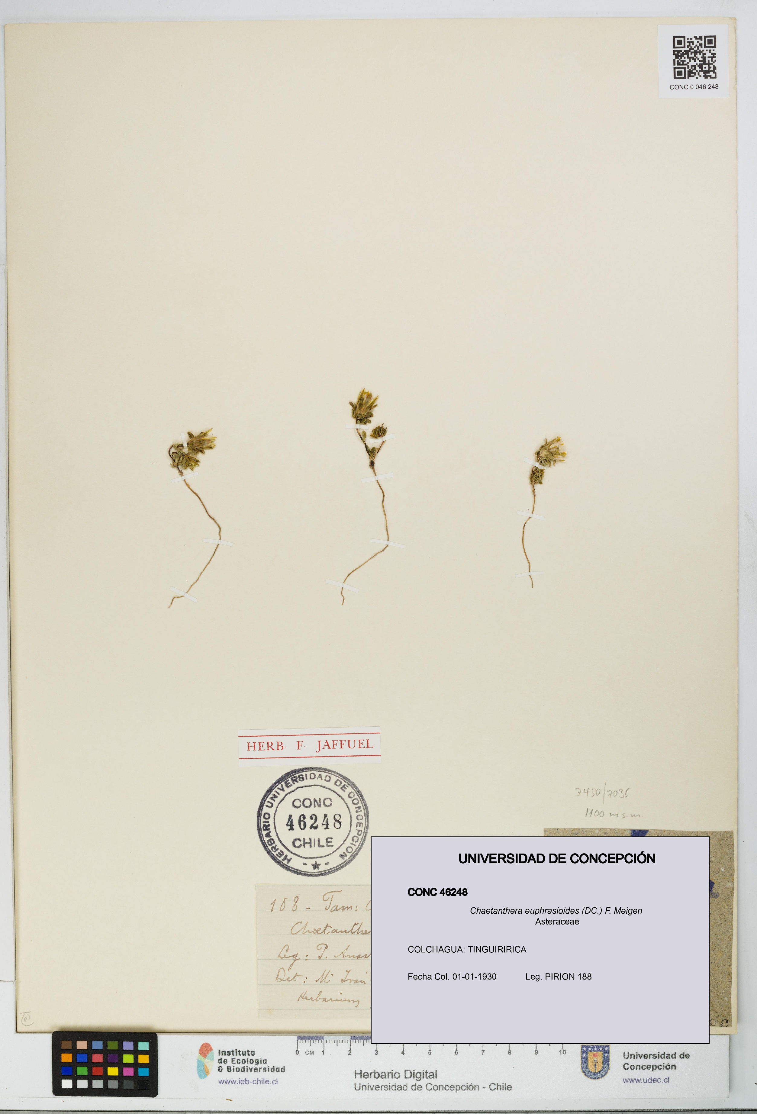 Chaetanthera euphrasioides [Espécimen: UDEC:CONC:0046248]