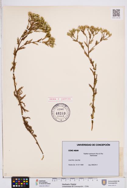 Triptilion spinosum [Espécimen: ]